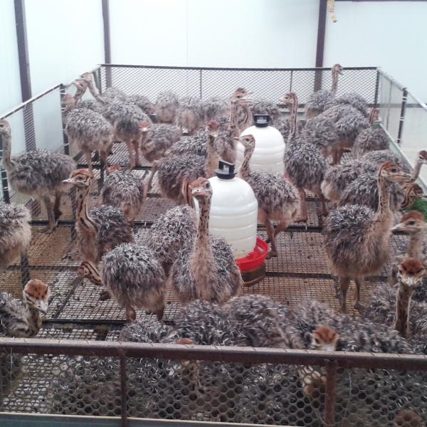 Our ostrich chickens