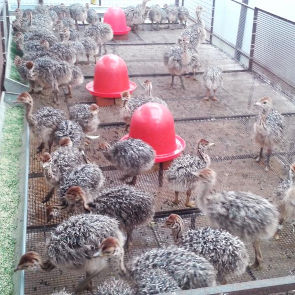 Our ostrich chickens